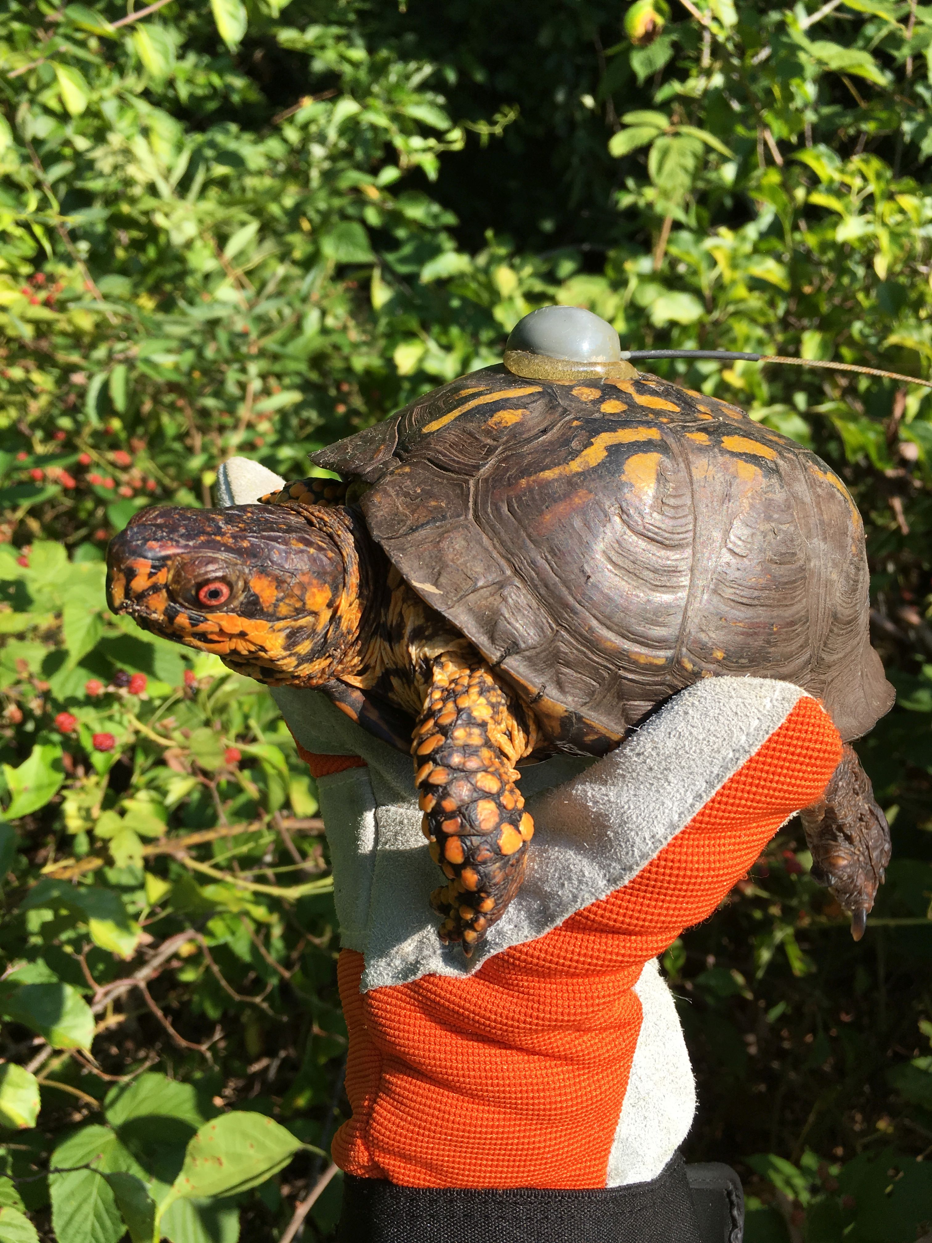 Summertime Travels Of Box Turtles Field Notes Citizen Science At Wellfleet Bay