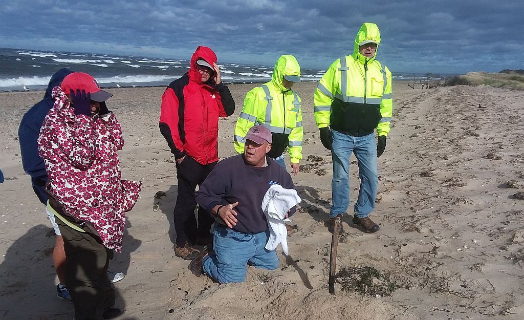 Planning with Care for a Big Cold-stunned Sea Turtle Season | Field ...