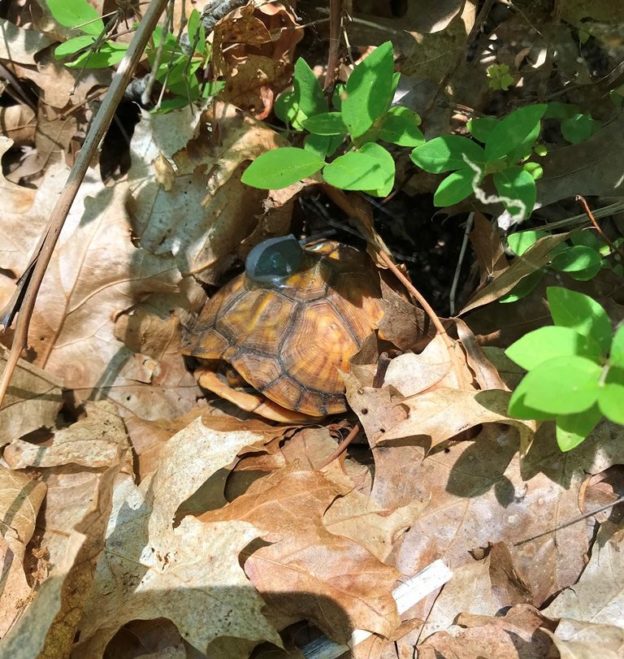 Learning about the Secret Lives of Baby Box Turtles | Field Notes from ...