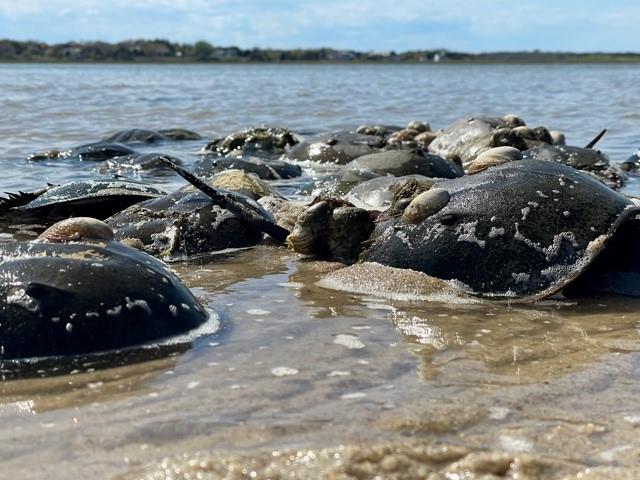 Fishing Gear Recovery Project Commences in Cape Cod Bay