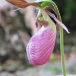 Pink_Lady's_Slipper