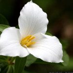 trillium-flower-12