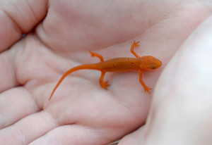 A red eft, found on the way to breakfast
