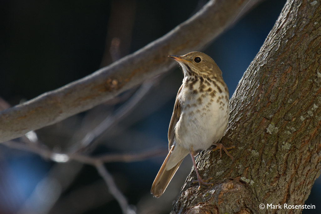 Hermit Thrush © Mark Rosenstein