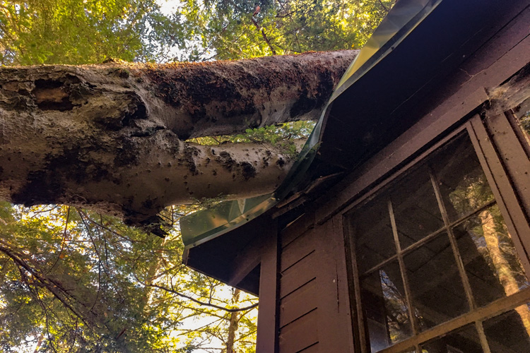 A Tree Fell on Emerson Cabin