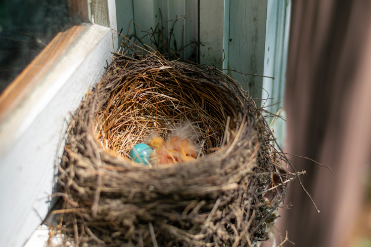 A robin's nest with two tiny babies and one unhatched egg