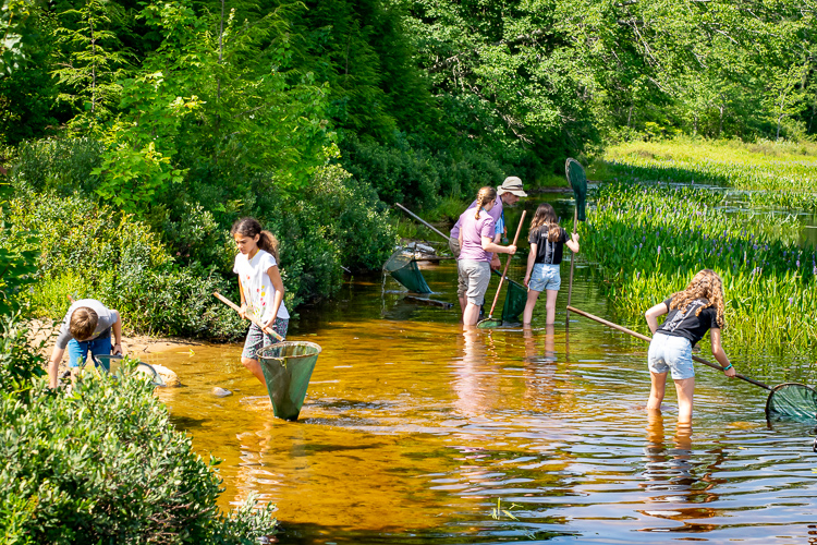 Searching for tadpoles and salamanders