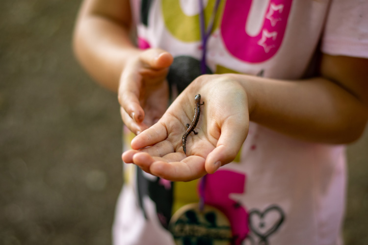 Just one of many Eastern Red-backed Salamanders we found this summer