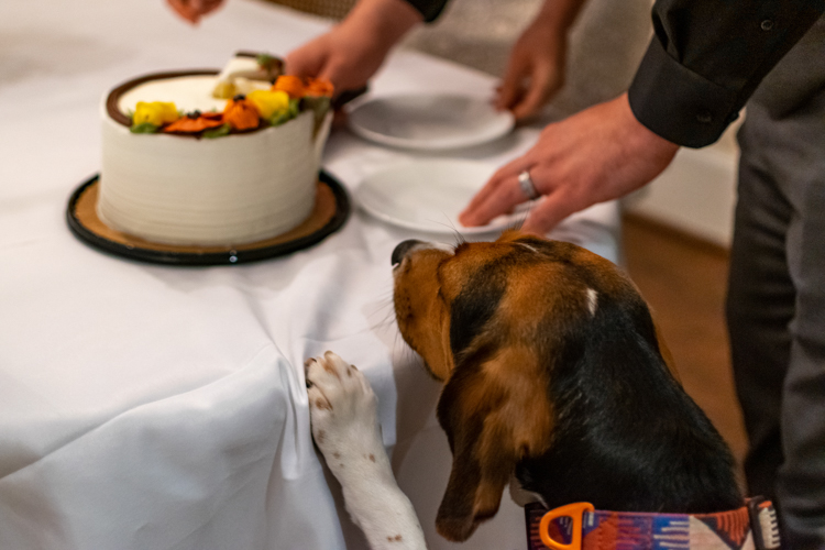 Kyle's dog, Pippin, inspecting the wedding cake