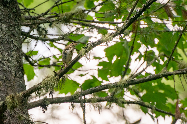 This Wood Thrush seemed to want to try the zipline, too