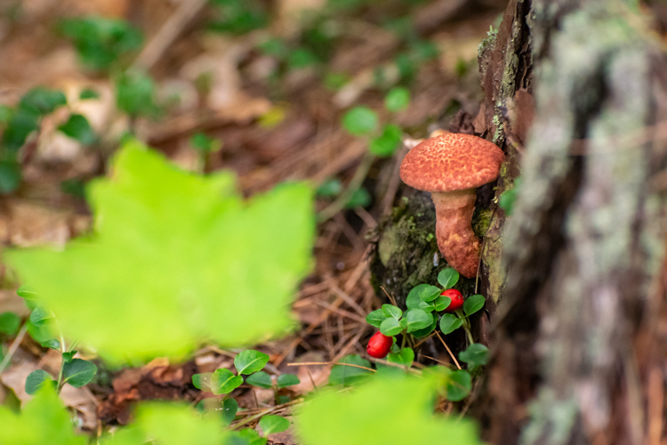 A mushroom, a leaf, and partridgeberries surrounding a stump
