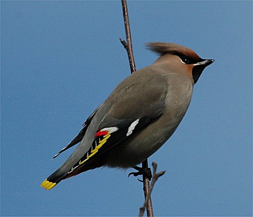 The Way Back: For the Birds