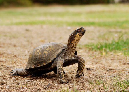 Eastern box turtle by Joy Marzolf