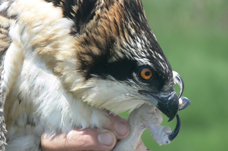 Ospreys (Fish Hawks) are Nesting Now