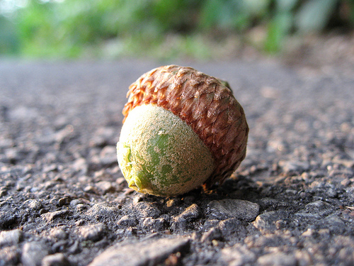 A 'mast year' for acorns - Columbia Journalism Review