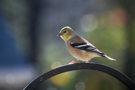 American Goldfinch Winter Valerie Reneé via flickr