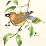 cedarwaxwing