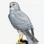 Northern Harrier