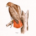 Red-tailed hawk