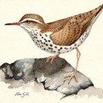 Spotted Sandpiper