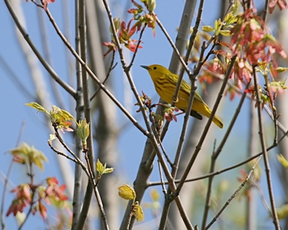 Yellow Warbler