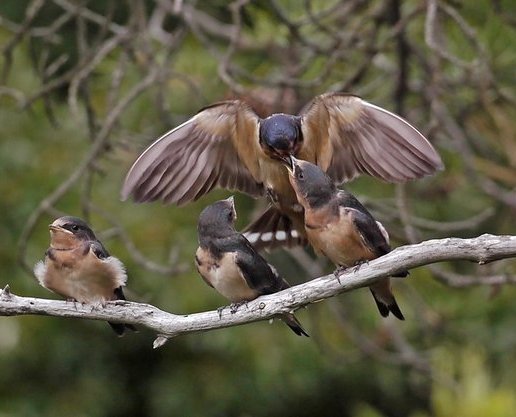 Barn Swallows copyrigh Richard Johnson