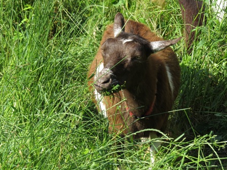 Why Mow When You Can Use Goats! | Mass Audubon – Your Great Outdoors