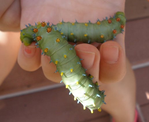 The Secret Life Of A Giant Silk Moth Your Great Outdoors