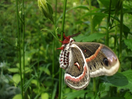 Cecropia Moth