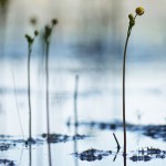 Inflated Bladderwort