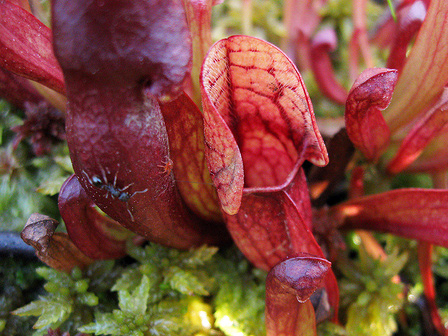 pitcher plant eating