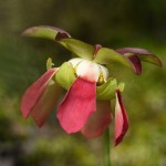 Purple Pitcher Plant Flower