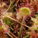 Round-leaved Sundew