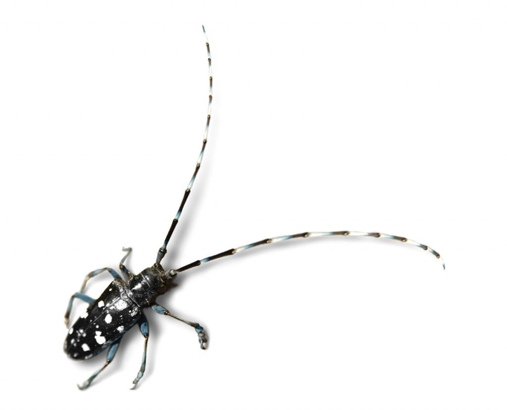 Asian long-horned beetle