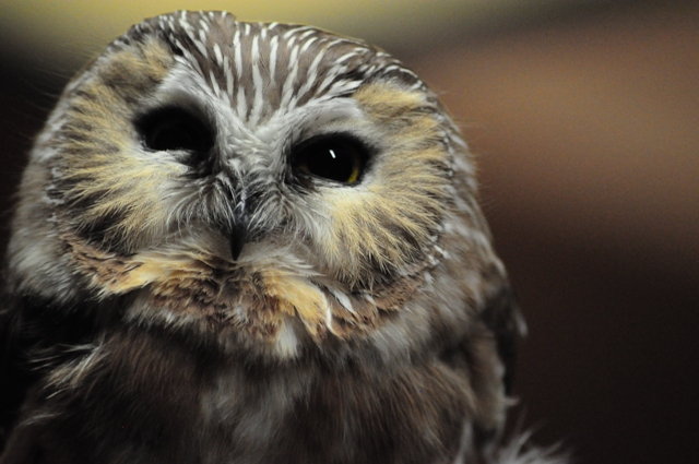 Saw-whet owl