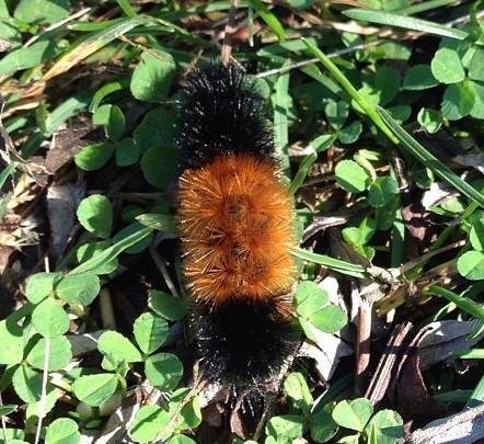 wooly bear caterpillar frozen