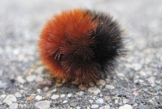 Why Did The Woolly Bear Cross The Road Your Great Outdoors