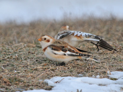 Snow bunting by Dave Larson