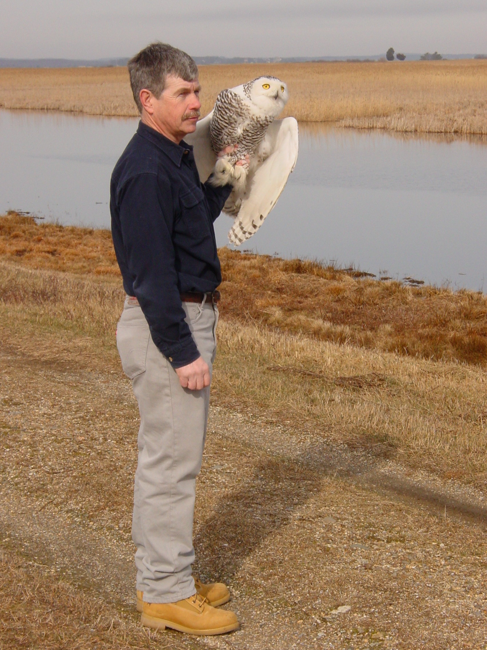 Snowy Owls & Airports How You Can Help Mass Audubon Your Great