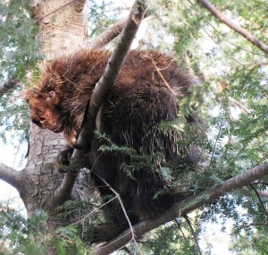 Porcupine in Hemlock_Richard Johnson