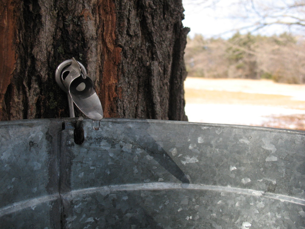 maple sugaring