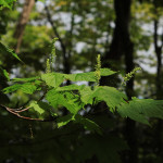 Mountain Maple via flickr/Per Verdonk