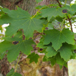 Norway Maple via flickr/F D Richards