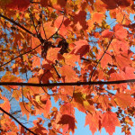 Red Maple NPS/Alicia Lafever