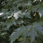 Silver Maple via flickr/natureandevents