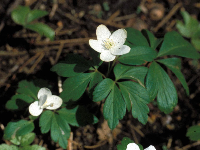 Five Early Spring Flowers | Your Great Outdoors