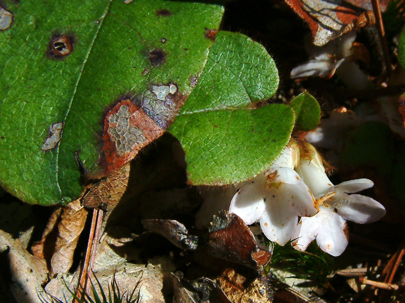 Five Early Spring Flowers | Your Great Outdoors