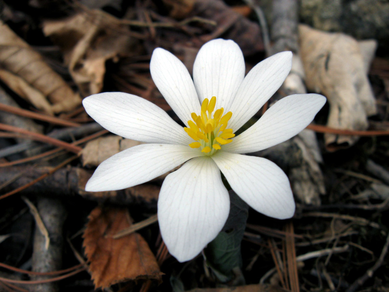 single spring flower