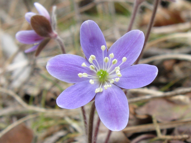 purple early spring flowers