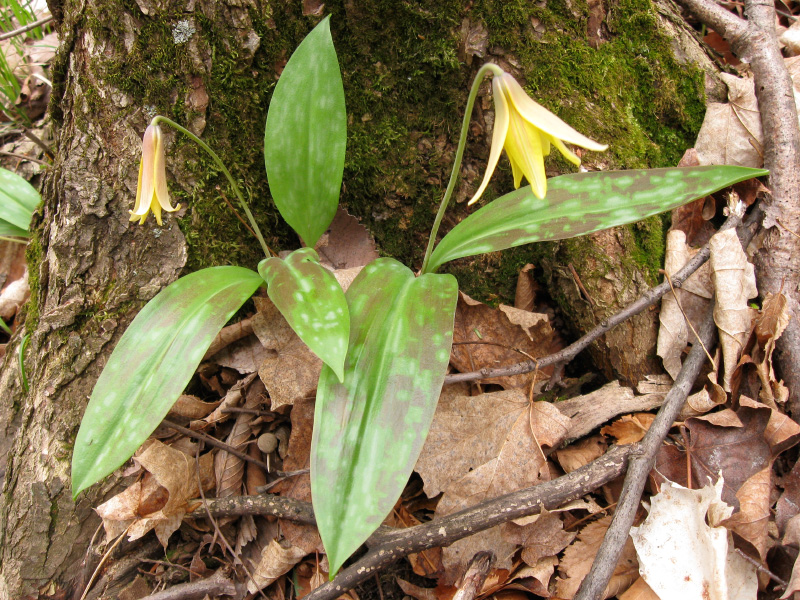 springflowers_troutlily_rosemary